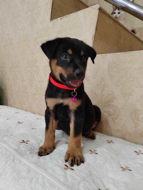 Sisters  - Beauceron Mix Dog