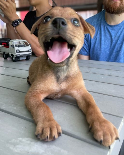 Cooper - Mixed Breed Dog