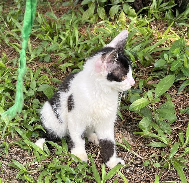 Oreo - Domestic Medium Hair Cat