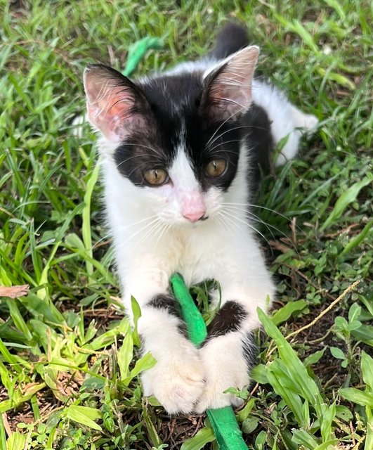 Oreo - Domestic Medium Hair Cat