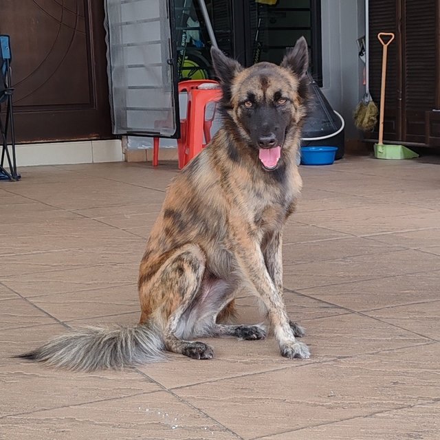 Fluffy - Mixed Breed Dog