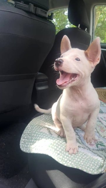 Rom - Bull Terrier Mix Dog