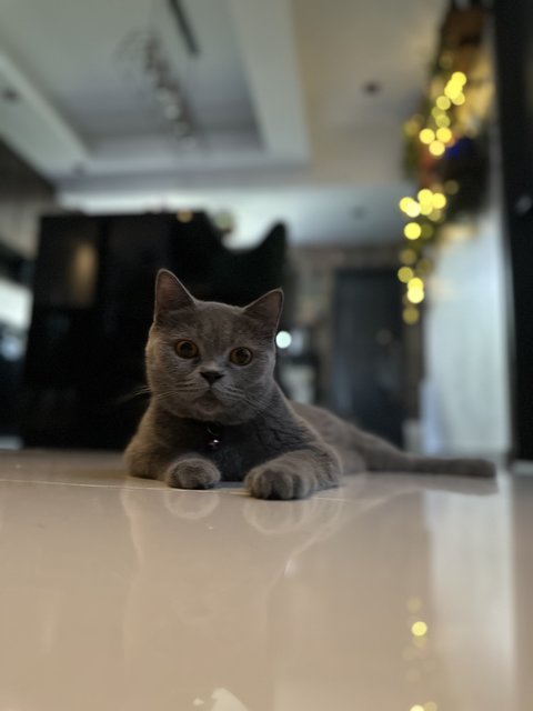 Disco - British Shorthair Cat