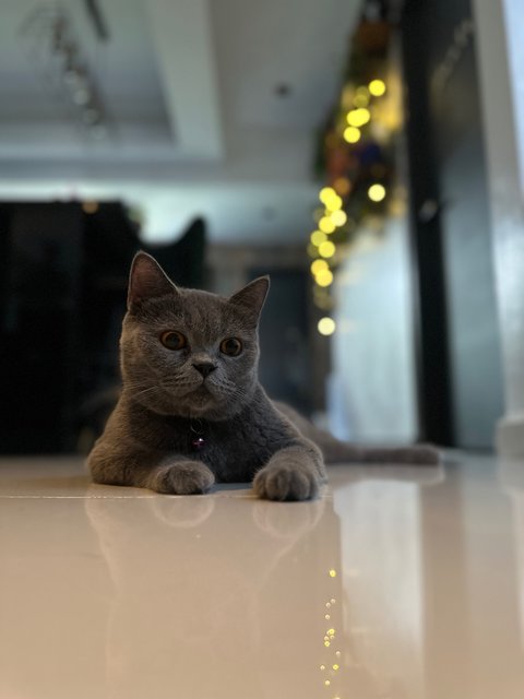 Disco - British Shorthair Cat