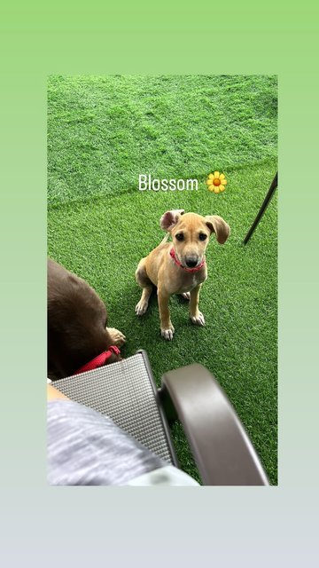 Blossom - Mixed Breed Dog