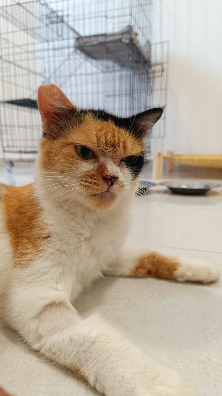 Cute Stray - Persian + Domestic Long Hair Cat