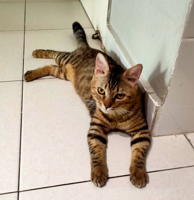 Hensem - Bengal + Domestic Medium Hair Cat