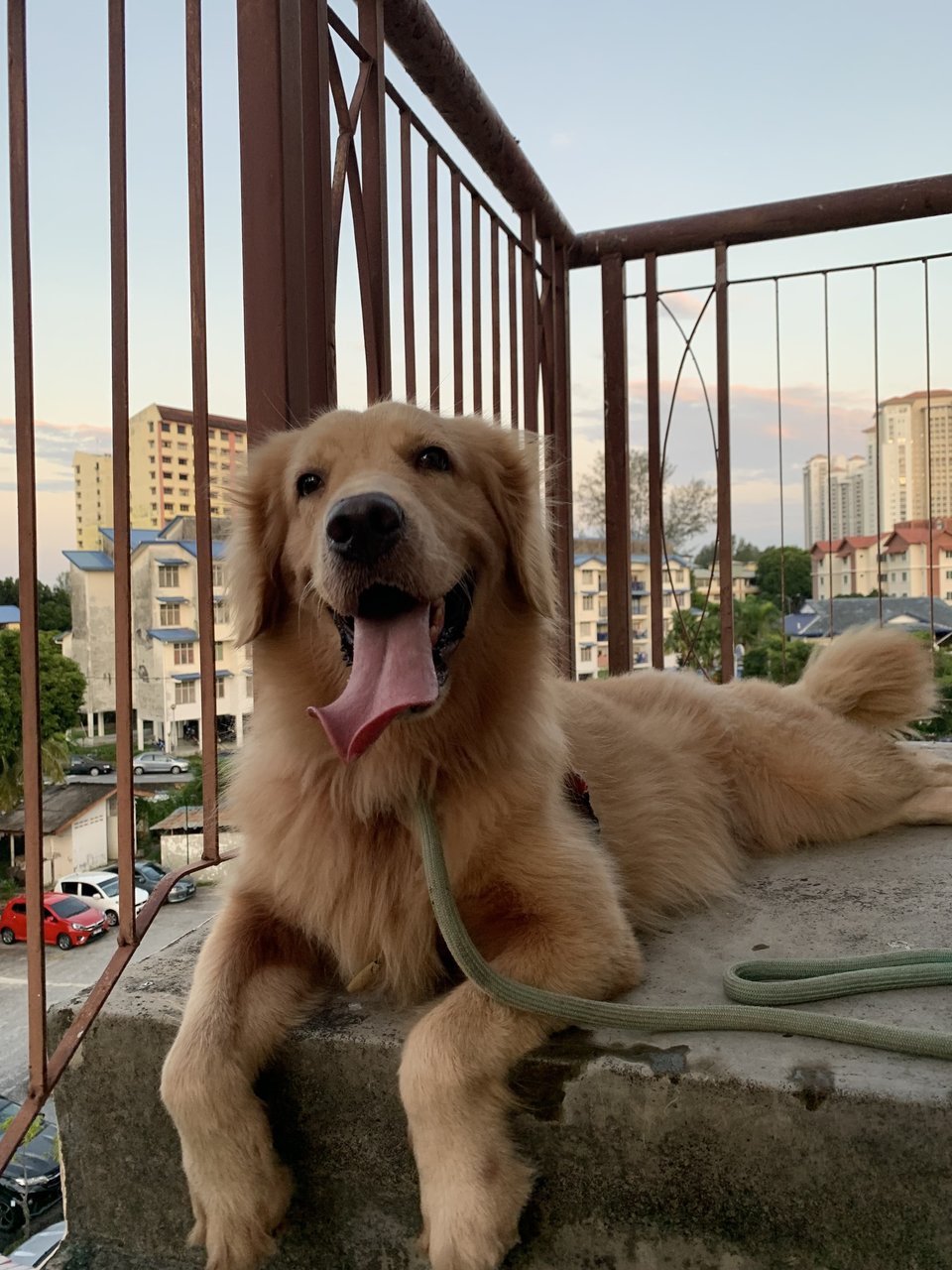 May  - Golden Retriever Dog