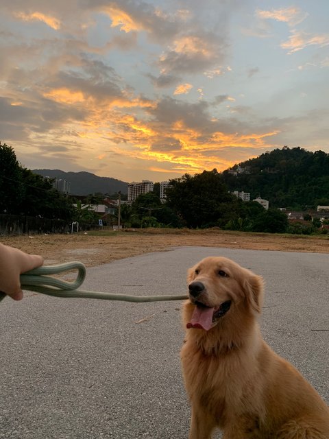 May  - Golden Retriever Dog