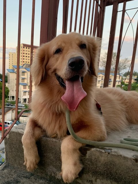 May  - Golden Retriever Dog