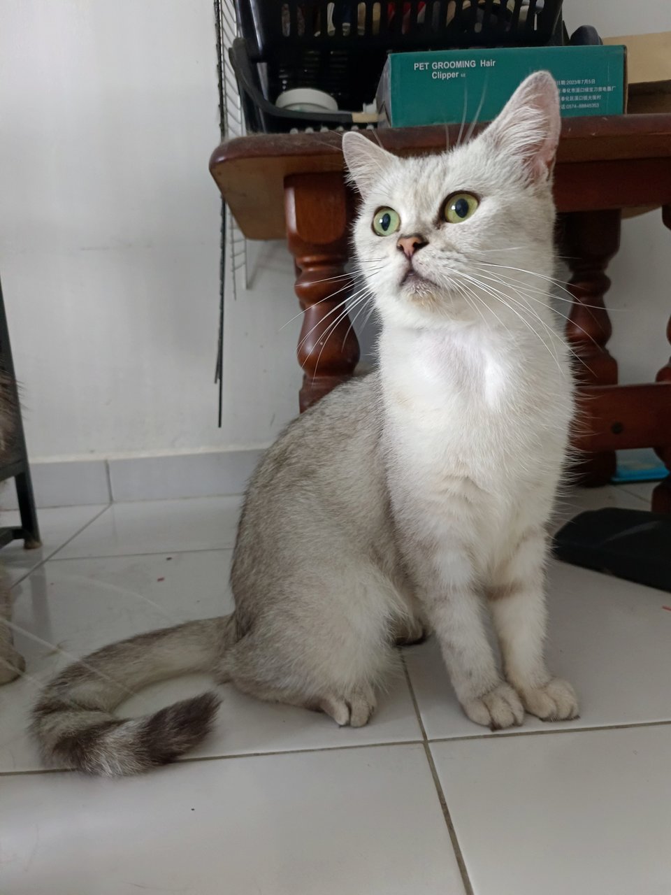 Omey - British Shorthair Cat