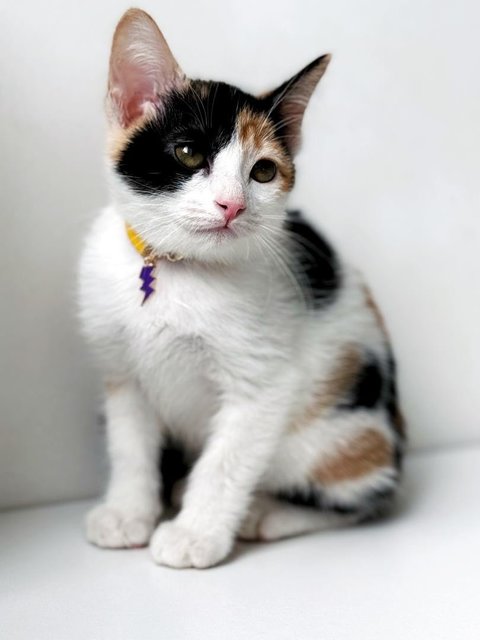 Purple Ranger - Domestic Short Hair Cat