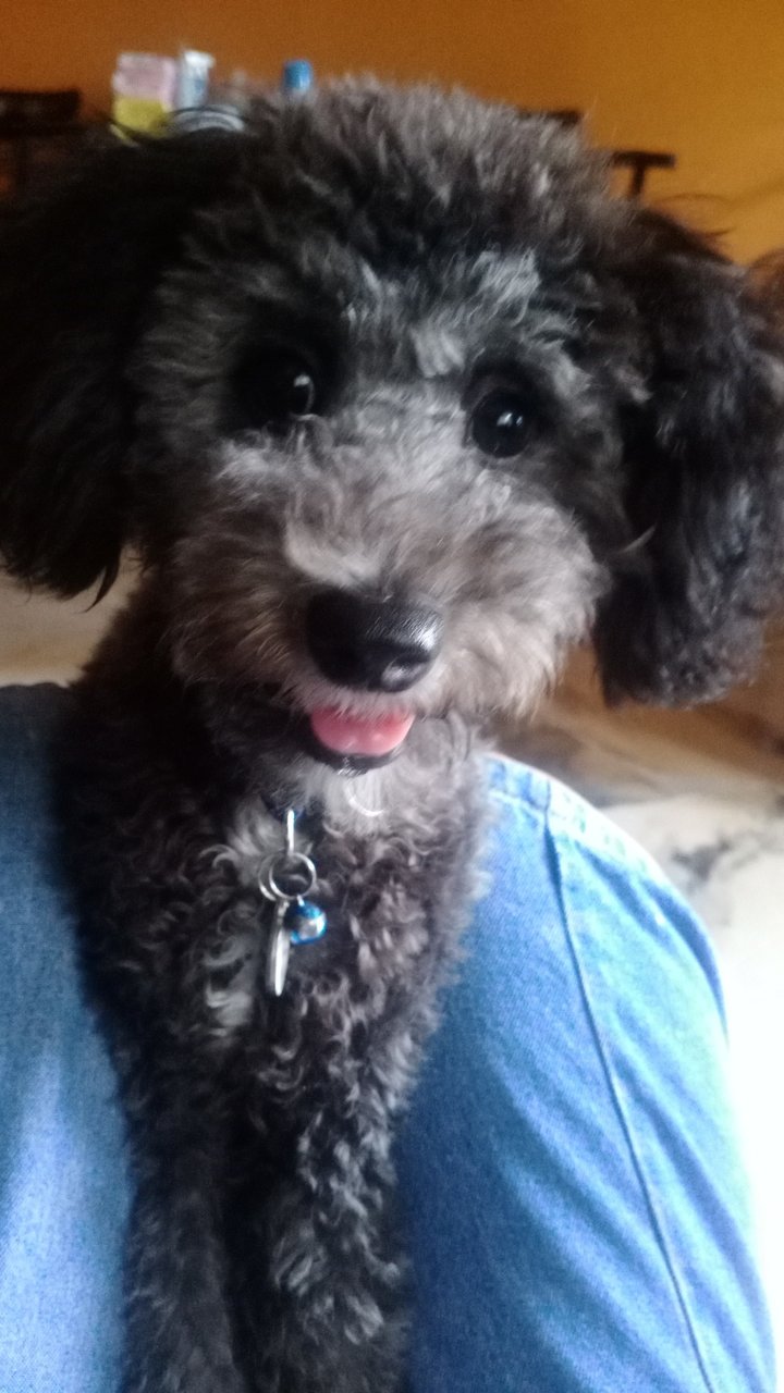 Oreo - Poodle Dog