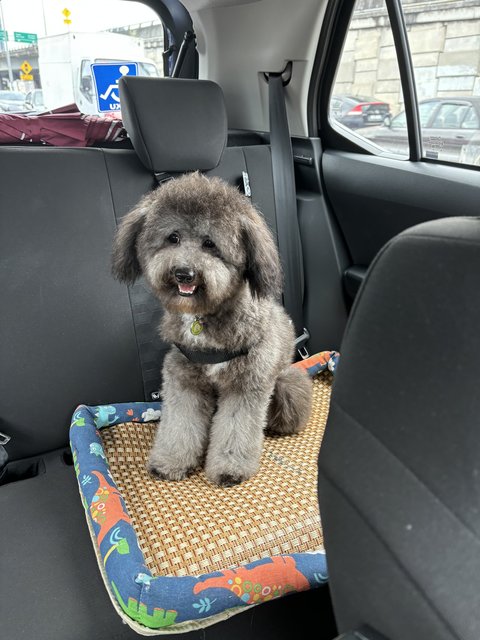 Oreo - Poodle Dog