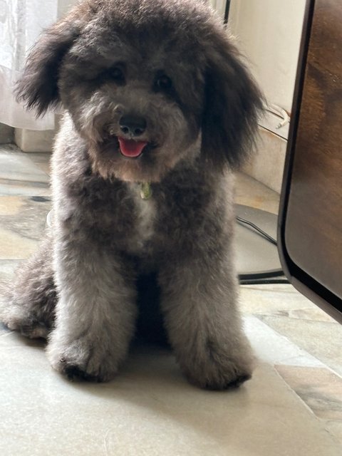 Oreo - Poodle Dog