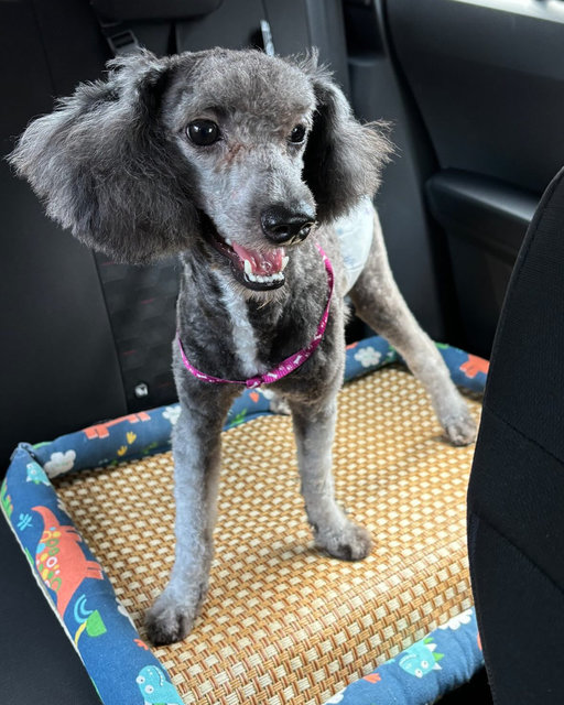 Oreo - Poodle Dog