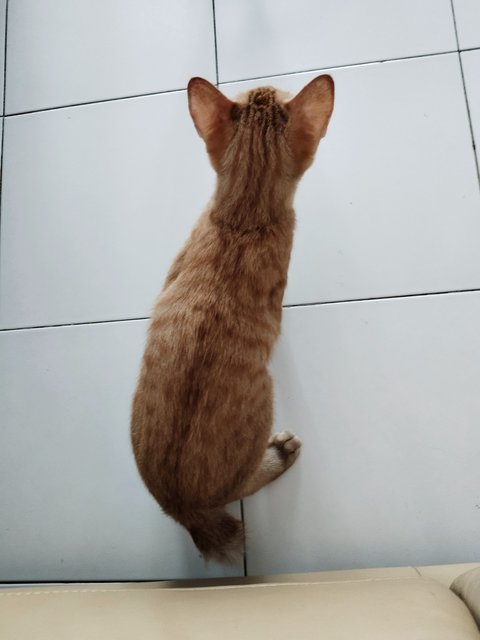 Oyen - Domestic Short Hair Cat