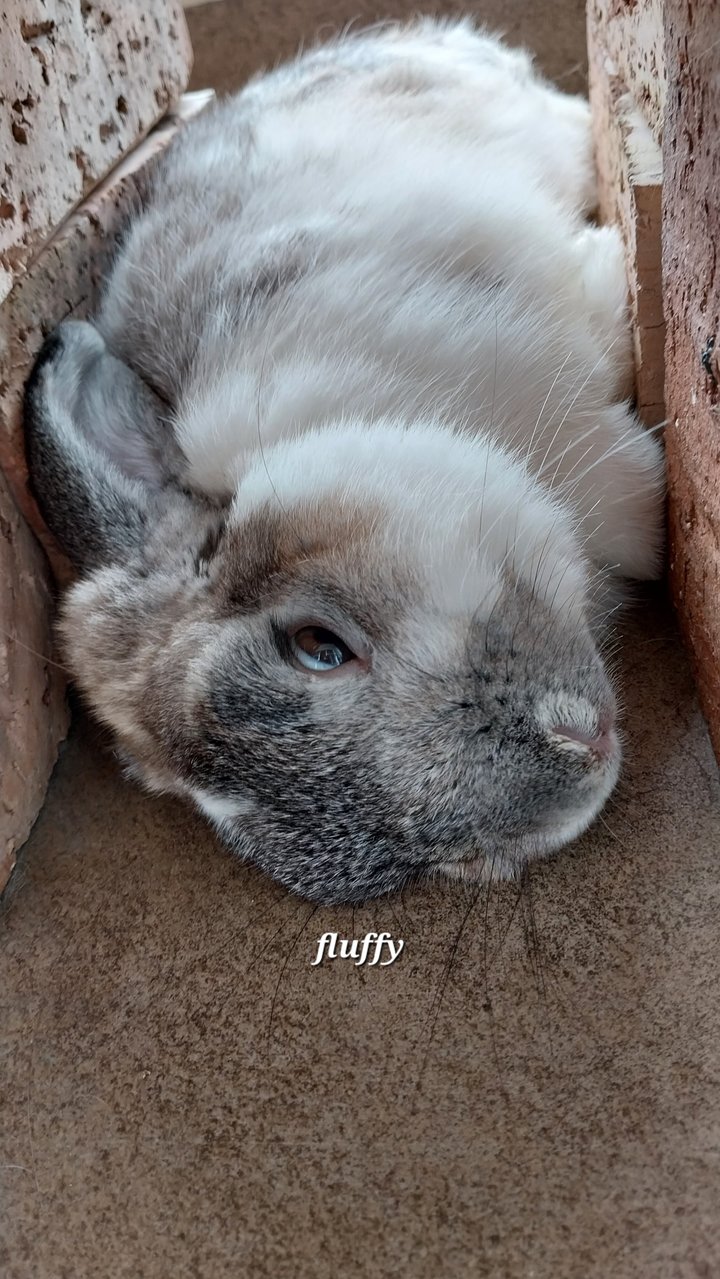 Fluffy-2024 - Holland Lop Rabbit