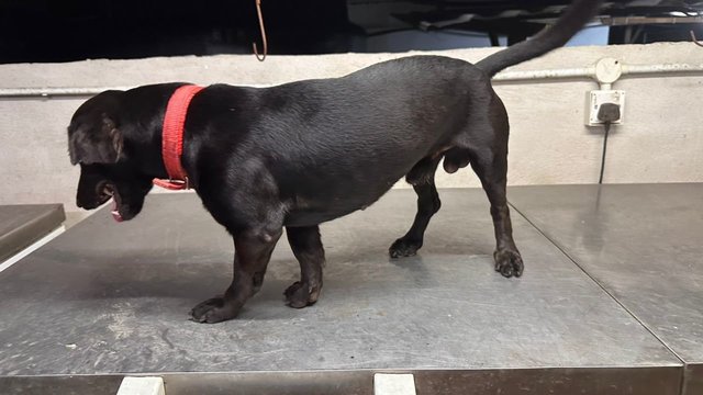 Ai Tiktok (With Short Legged)  - Dachshund Mix Dog