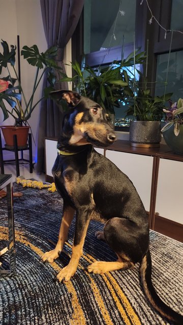 Rhaenyra (Rhae) - Doberman Pinscher Mix Dog