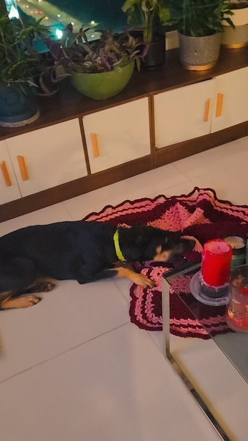 Rhaenyra (Rhae) - Doberman Pinscher Mix Dog