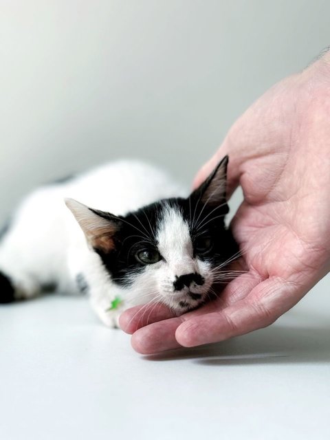 Green Ranger - Domestic Short Hair Cat