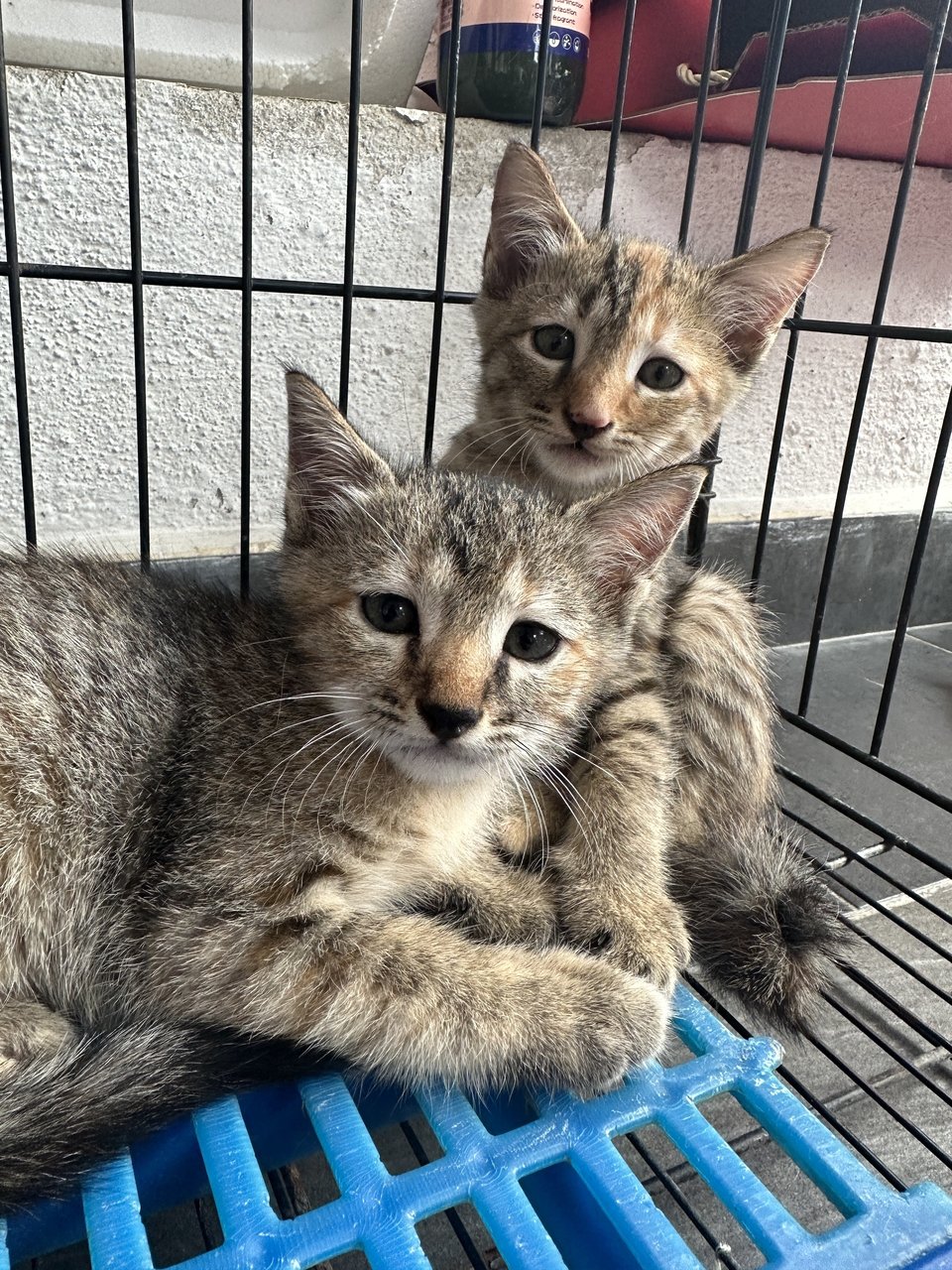 梨花猫 - Domestic Short Hair Cat