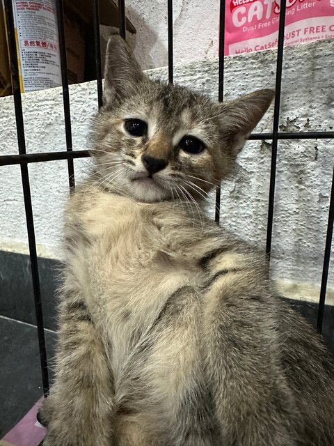 梨花猫 - Domestic Short Hair Cat