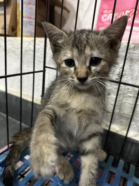 梨花猫 - Domestic Short Hair Cat