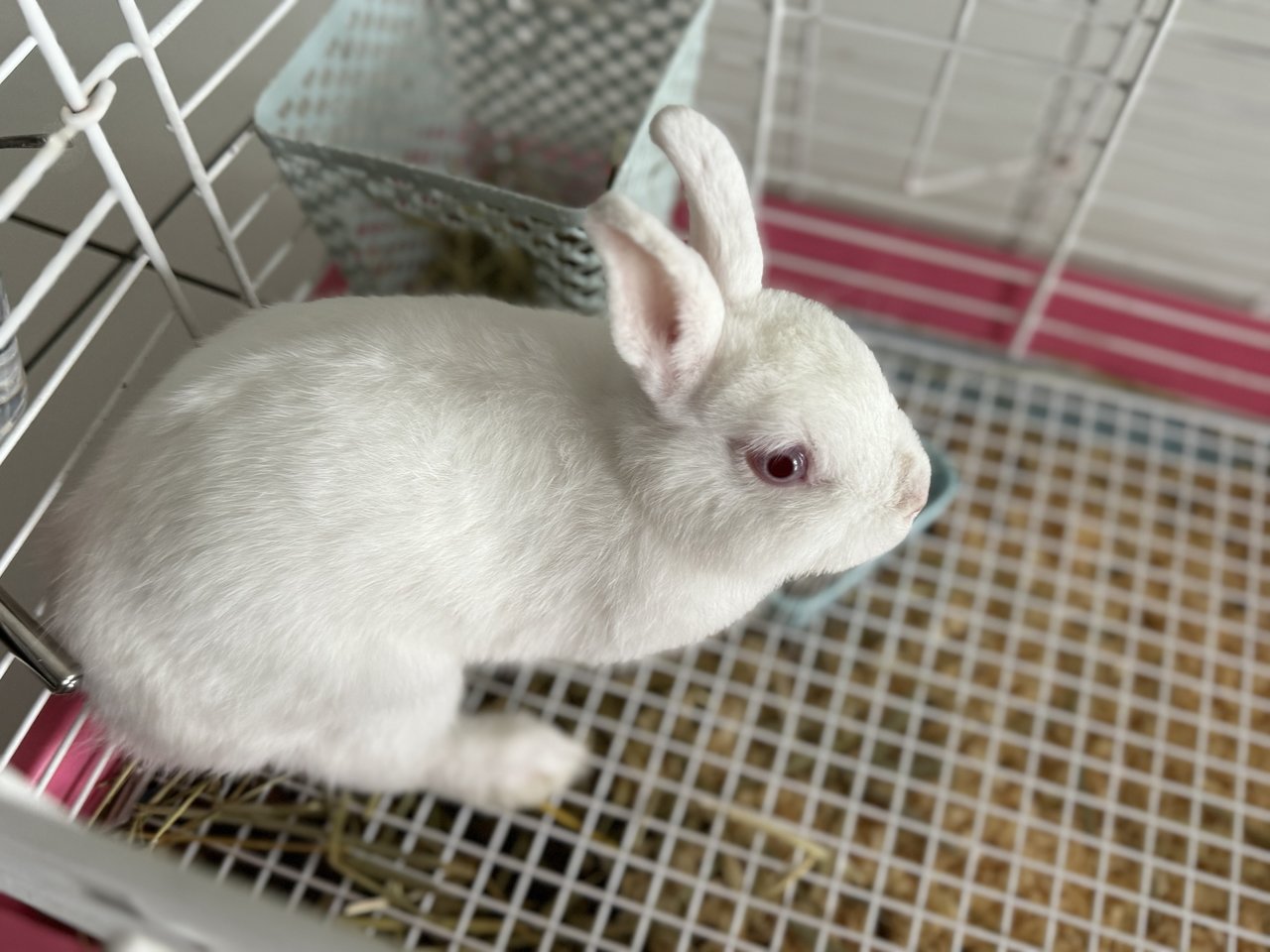 Apple - Dwarf Rabbit