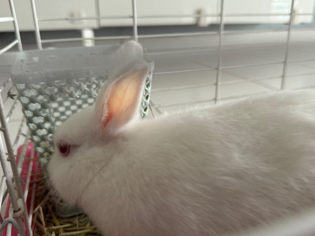 Apple - Dwarf Rabbit