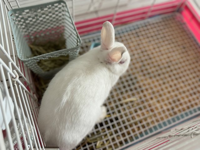 Apple - Dwarf Rabbit