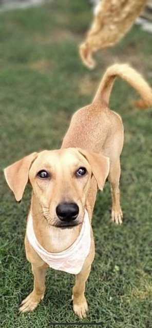 Toffee - Vizsla Mix Dog