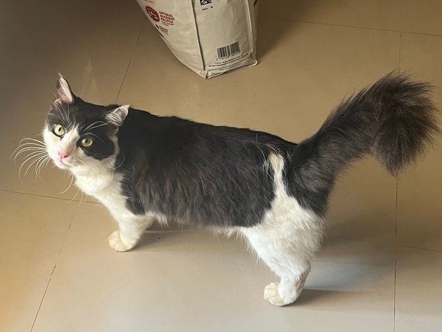 Odin - Maine Coon + Domestic Long Hair Cat