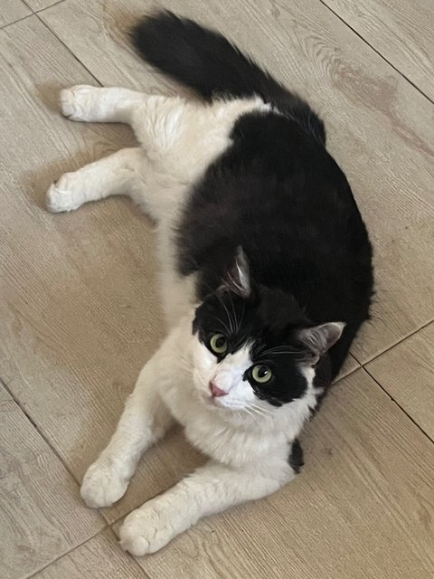 Odin - Maine Coon + Domestic Long Hair Cat