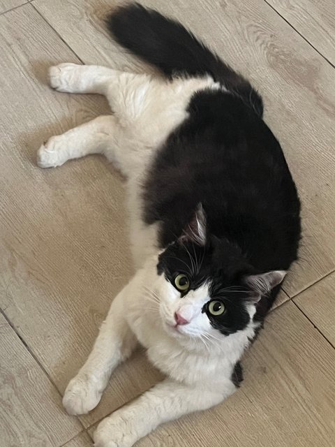 Odin - Maine Coon + Domestic Long Hair Cat