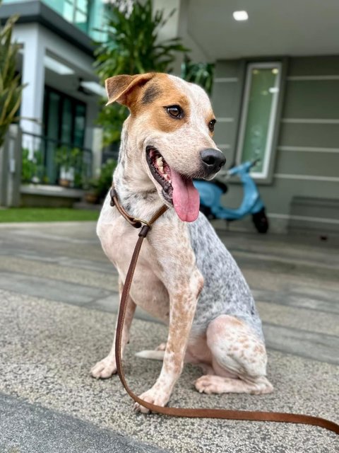 Almond  - Mixed Breed Dog