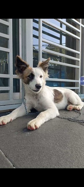 Miki - Belgian Shepherd Tervuren Mix Dog