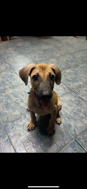 Coffee - Mixed Breed Dog