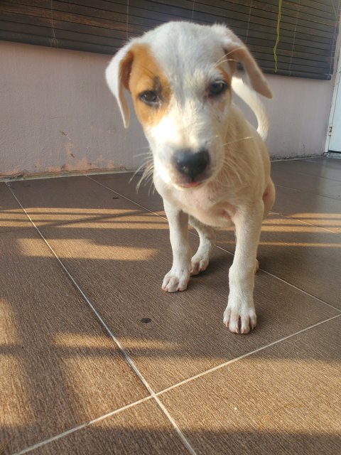 Happy - Mixed Breed Dog