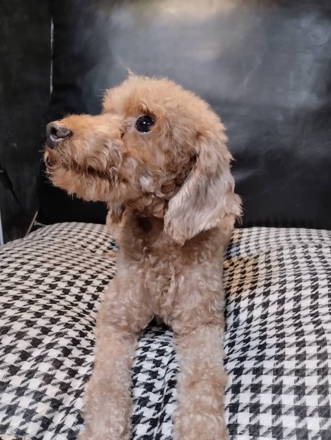 Barley - Poodle Dog