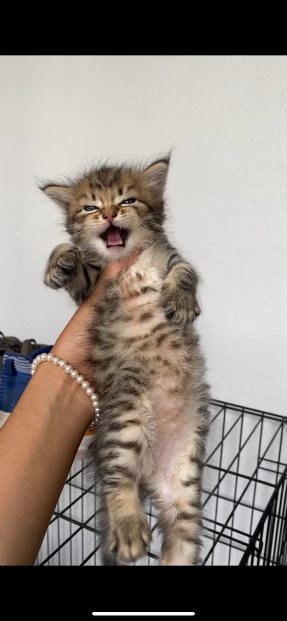 Tiger, Bobo, Smokey - Domestic Medium Hair Cat