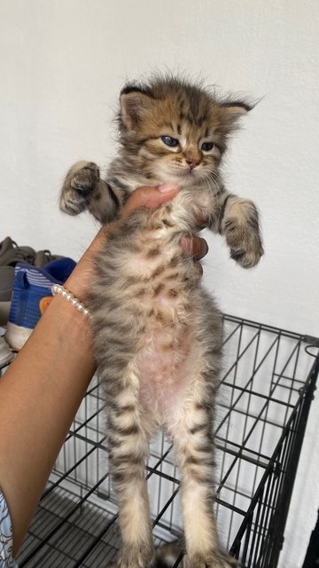 Tiger, Bobo, Smokey - Domestic Medium Hair Cat