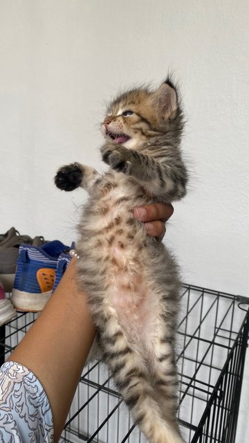 Tiger, Bobo, Smokey - Domestic Medium Hair Cat