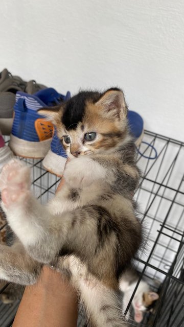 Tiger, Bobo, Smokey - Domestic Medium Hair Cat