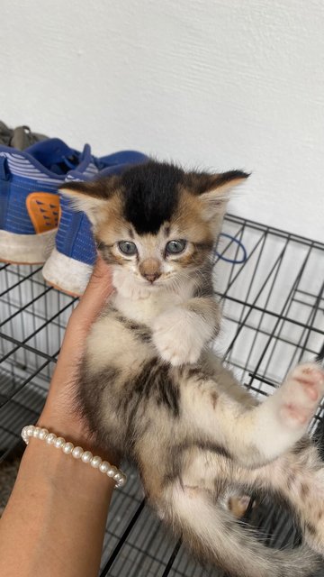 Tiger, Bobo, Smokey - Domestic Medium Hair Cat