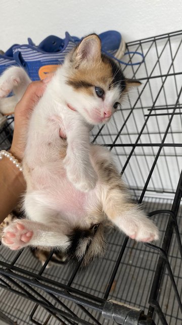 Tiger, Bobo, Smokey - Domestic Medium Hair Cat