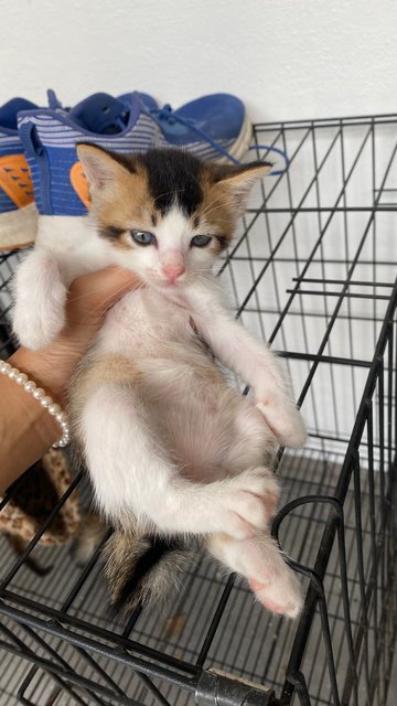 Tiger, Bobo, Smokey - Domestic Medium Hair Cat