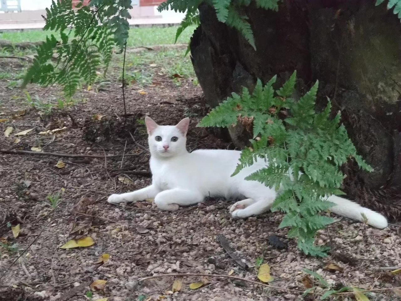 White - Domestic Short Hair Cat