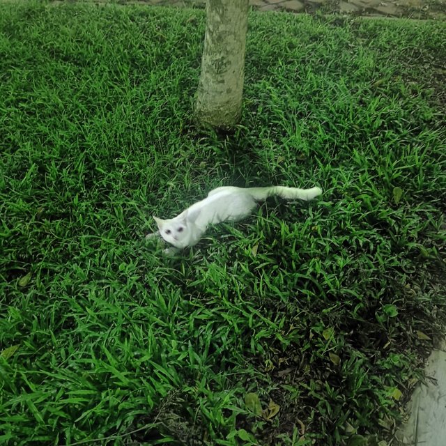 White - Domestic Short Hair Cat